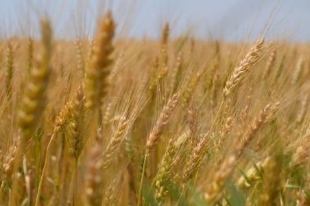 Farming Wheat Isn't for the Weak Spirit Image
